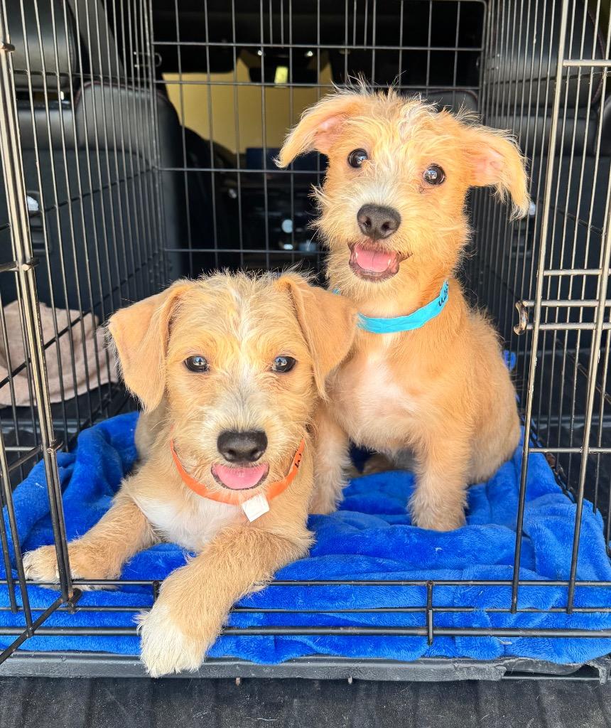 Enlarge Watson, a Adoptable Terrier in Leander, TX image 5/5