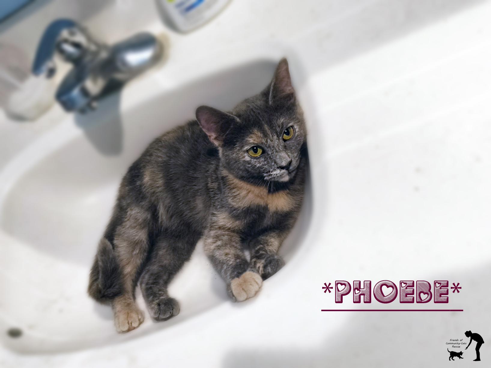 Phoebe, ADOPTABLE, Young Female Domestic Short Hair.