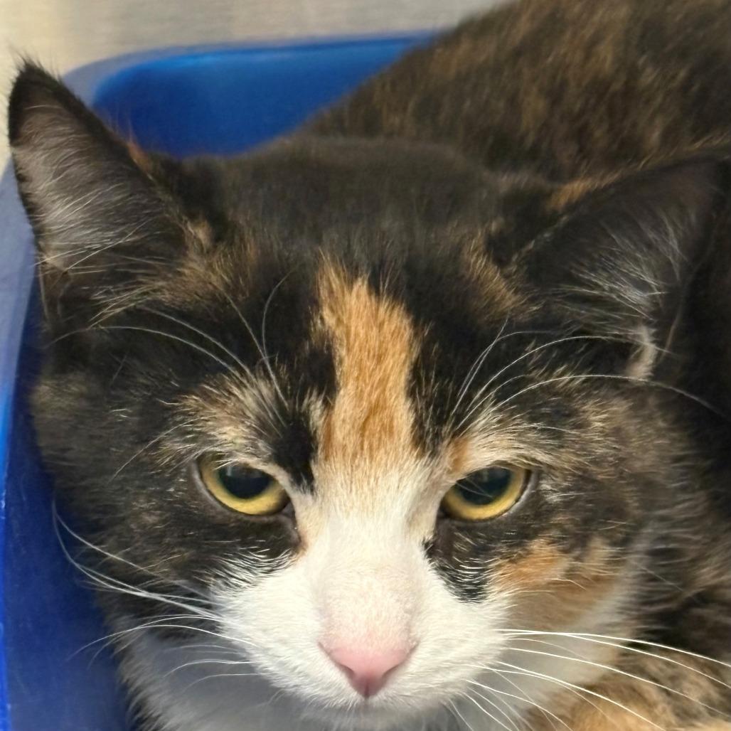 Gemma, Adoptable, Kitten Female Domestic Short Hair.