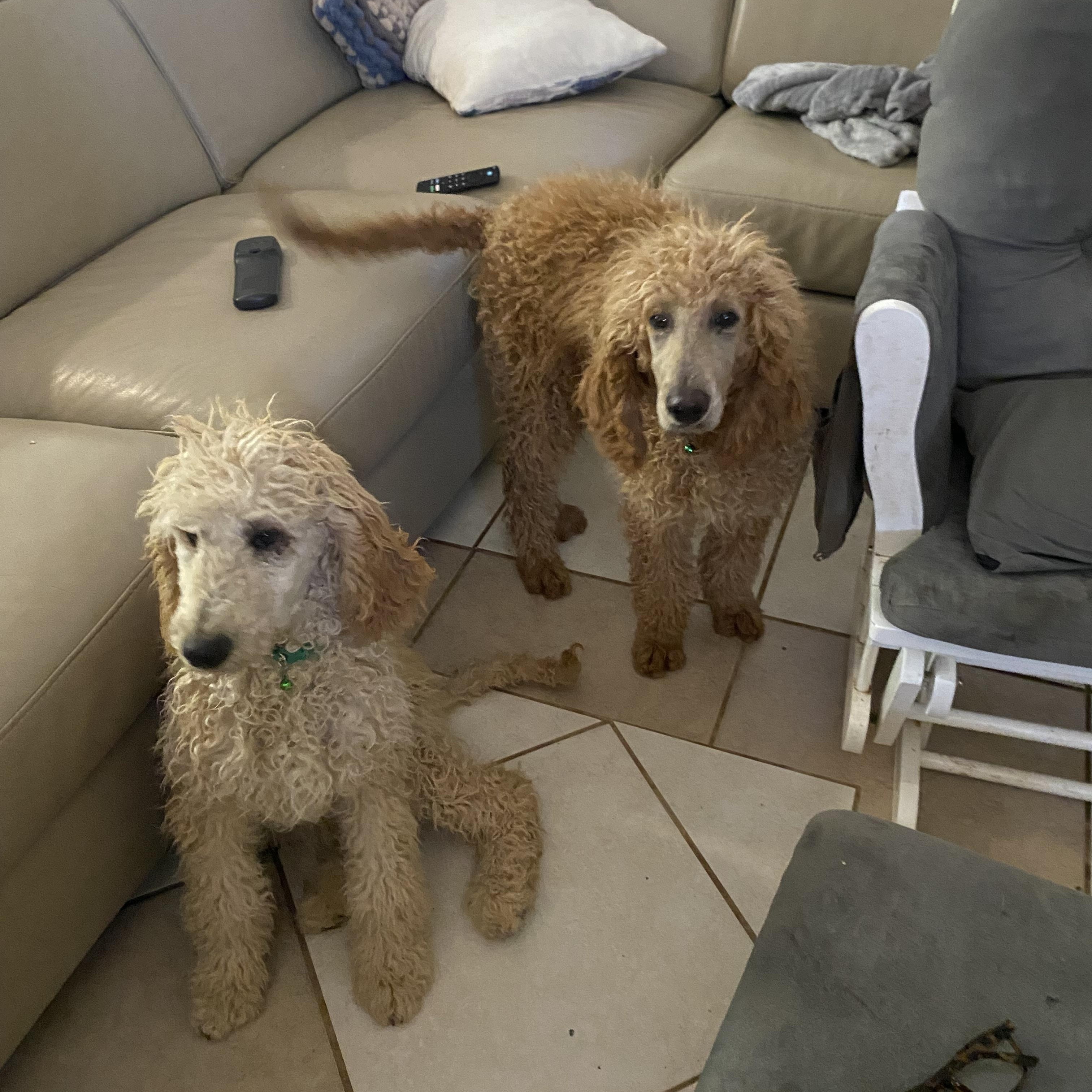 Danny, Donny and Daniel, Adoptable, Puppy Male Standard Poodle.