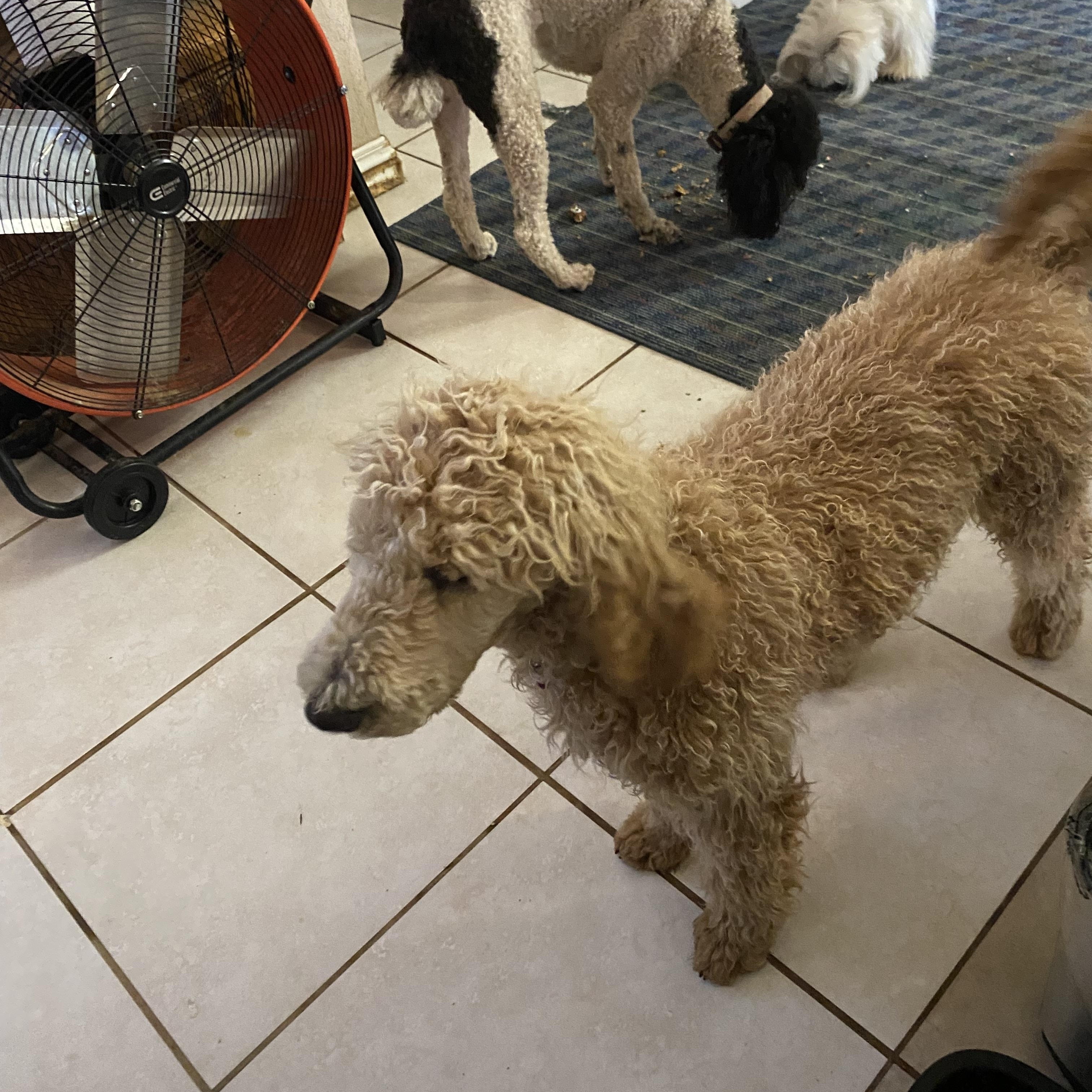 Danny, Donny and Daniel, a Adoptable Standard Poodle image 3/5