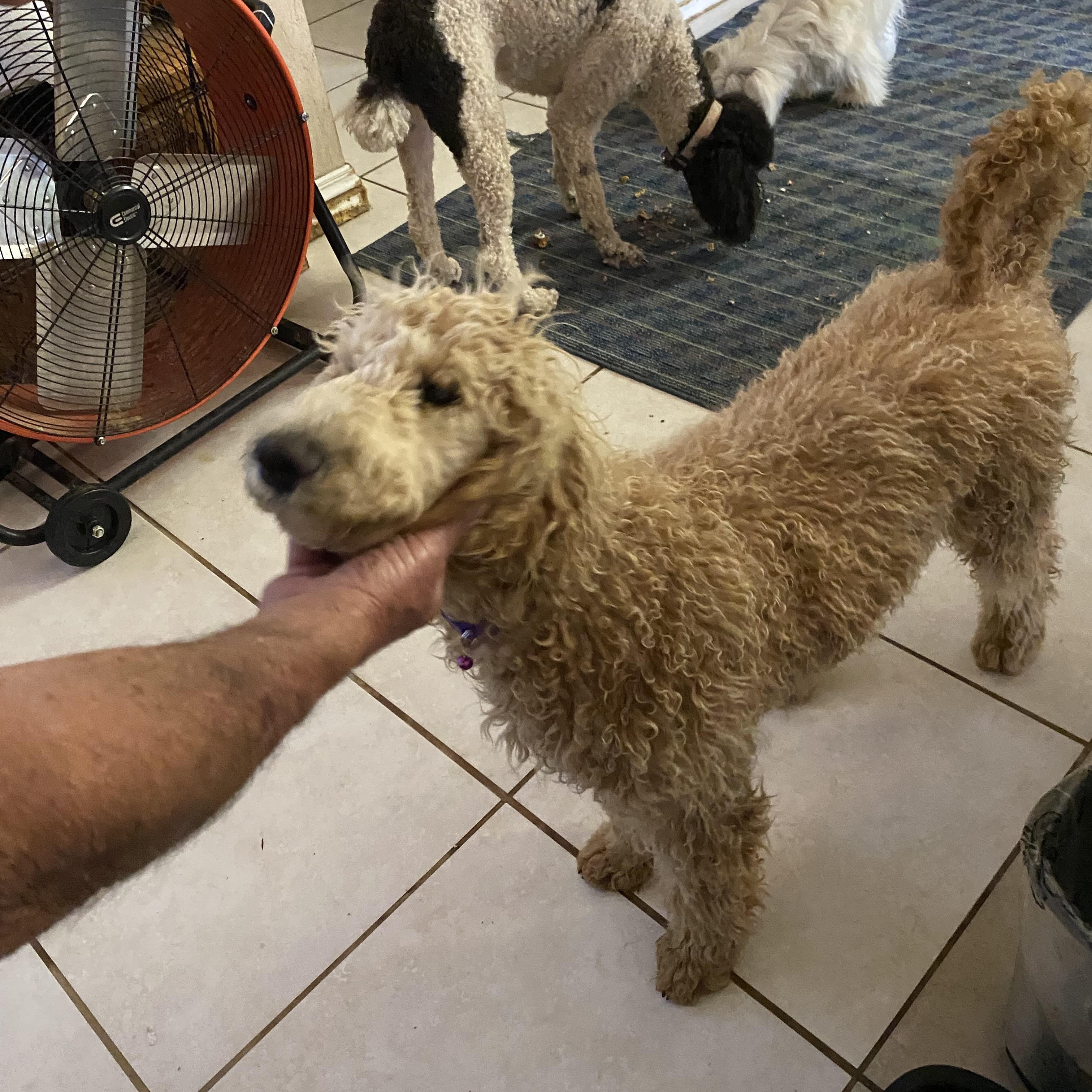 Danny, Donny and Daniel, a Adoptable Standard Poodle image 4/5