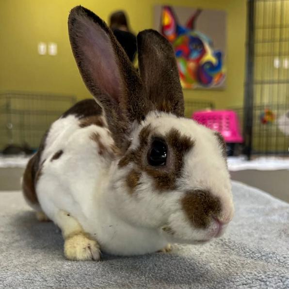 Enlarge Atlas, a Adoptable English Spot in The Woodlands, TX image 1/5