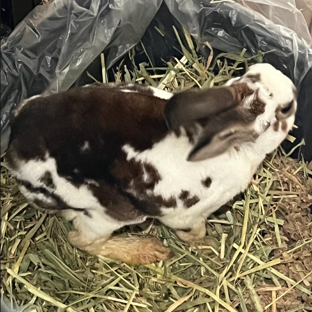 Enlarge Atlas, a Adoptable English Spot in The Woodlands, TX image 2/5
