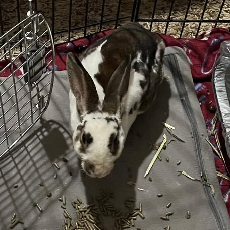 Enlarge Atlas, a Adoptable English Spot in The Woodlands, TX image 3/5