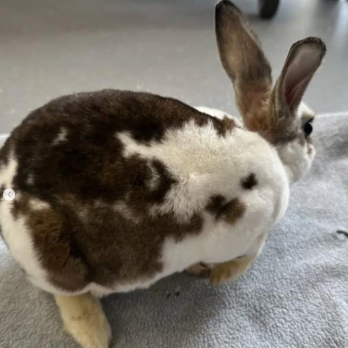 Enlarge Atlas, a Adoptable English Spot in The Woodlands, TX image 4/5
