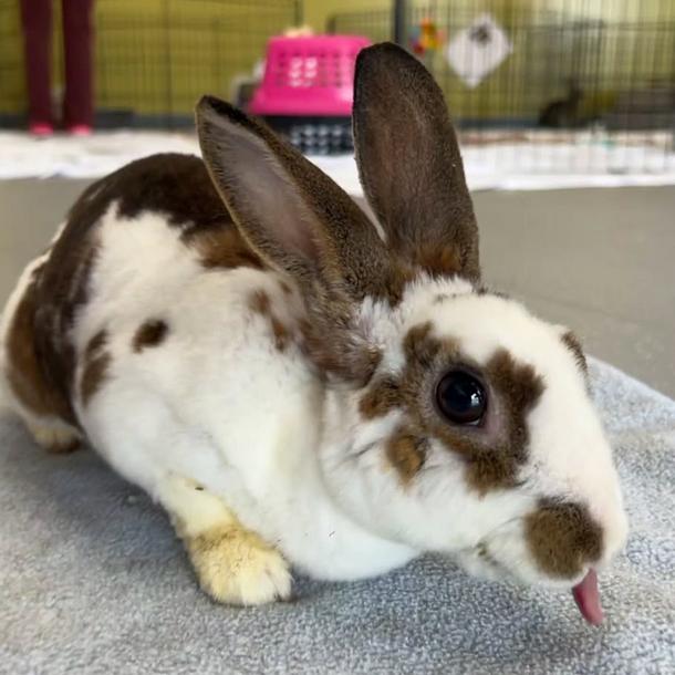 Enlarge Atlas, a Adoptable English Spot in The Woodlands, TX image 5/5