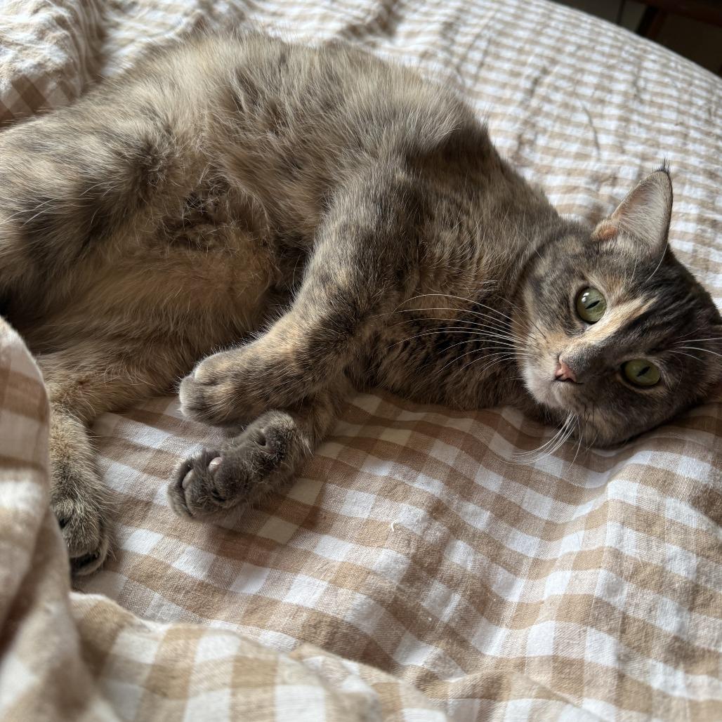 Enlarge Wini, a Adoptable Domestic Short Hair in Wichita, KS image 2/6