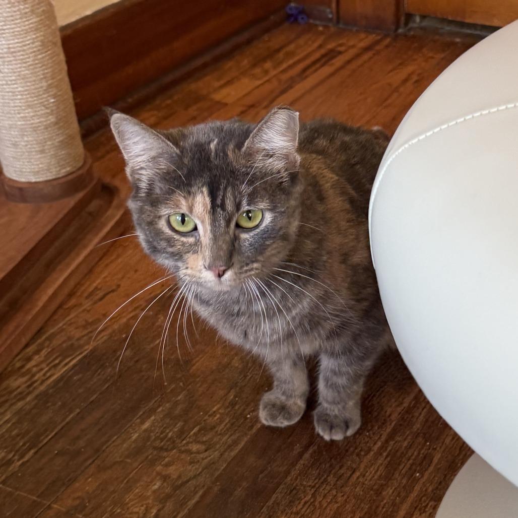 Enlarge Wini, a Adoptable Domestic Short Hair in Wichita, KS image 3/6