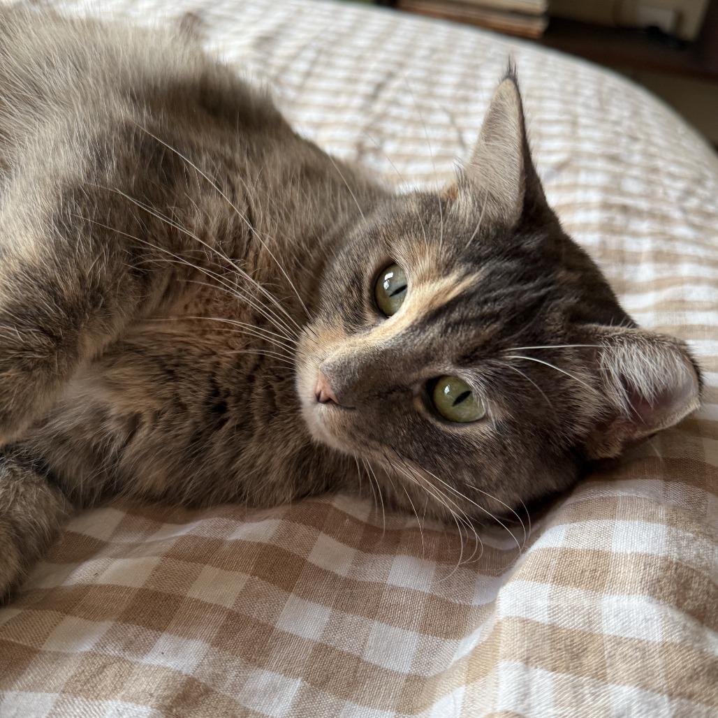 Enlarge Wini, a Adoptable Domestic Short Hair in Wichita, KS image 4/6