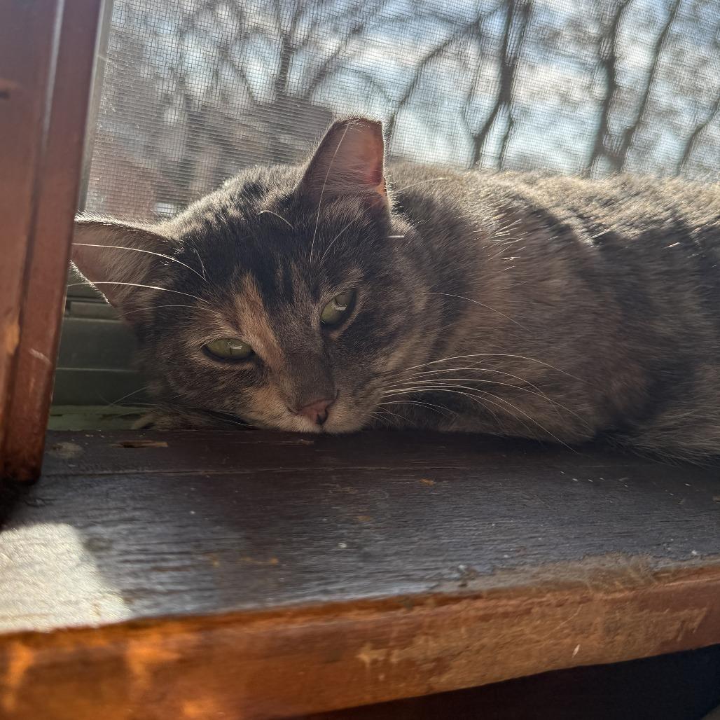 Enlarge Wini, a Adoptable Domestic Short Hair in Wichita, KS image 6/6
