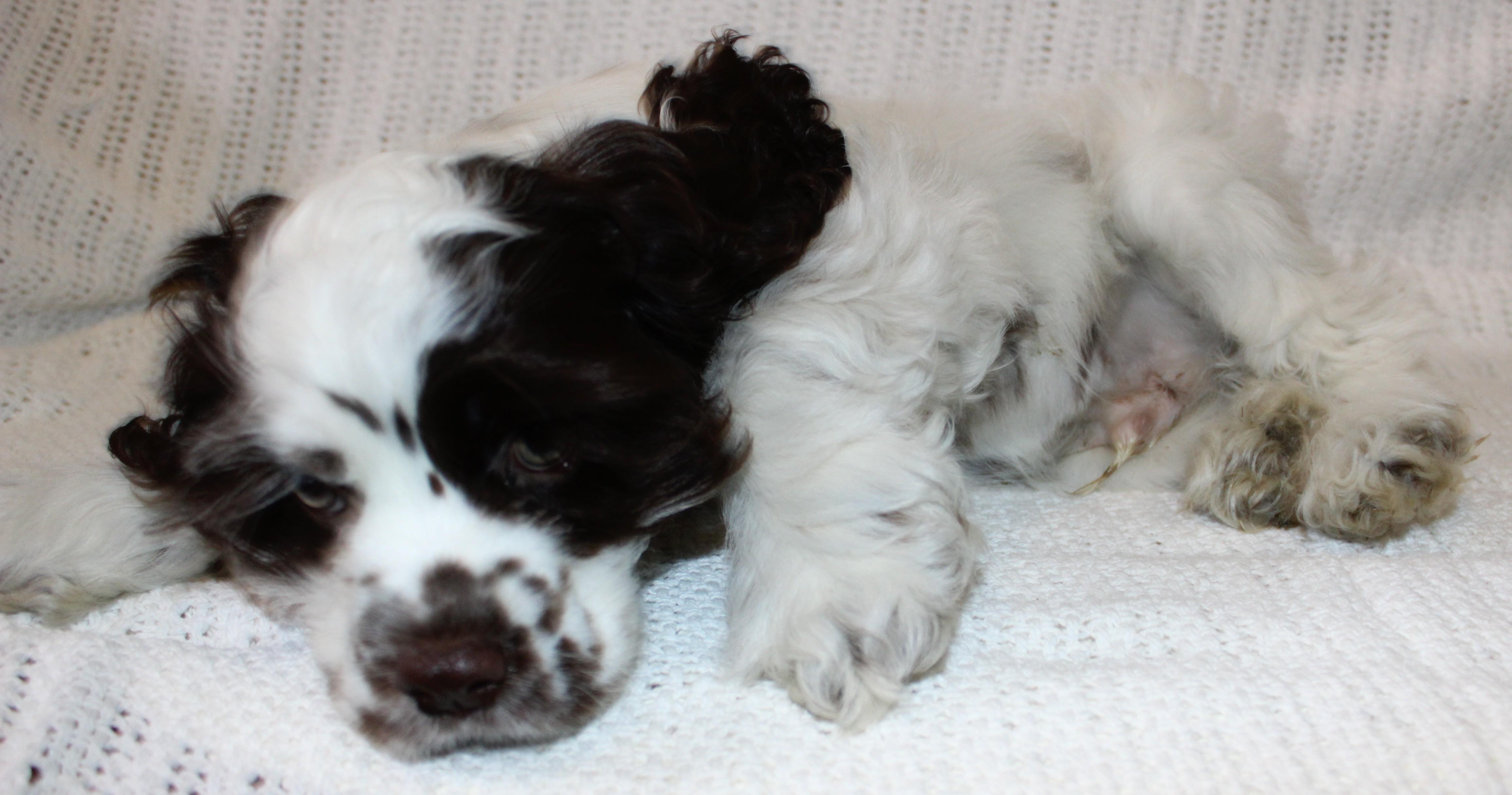 Whimsy, an adoptable Cocker Spaniel in Huron, SD, 57350 | Photo Image 3