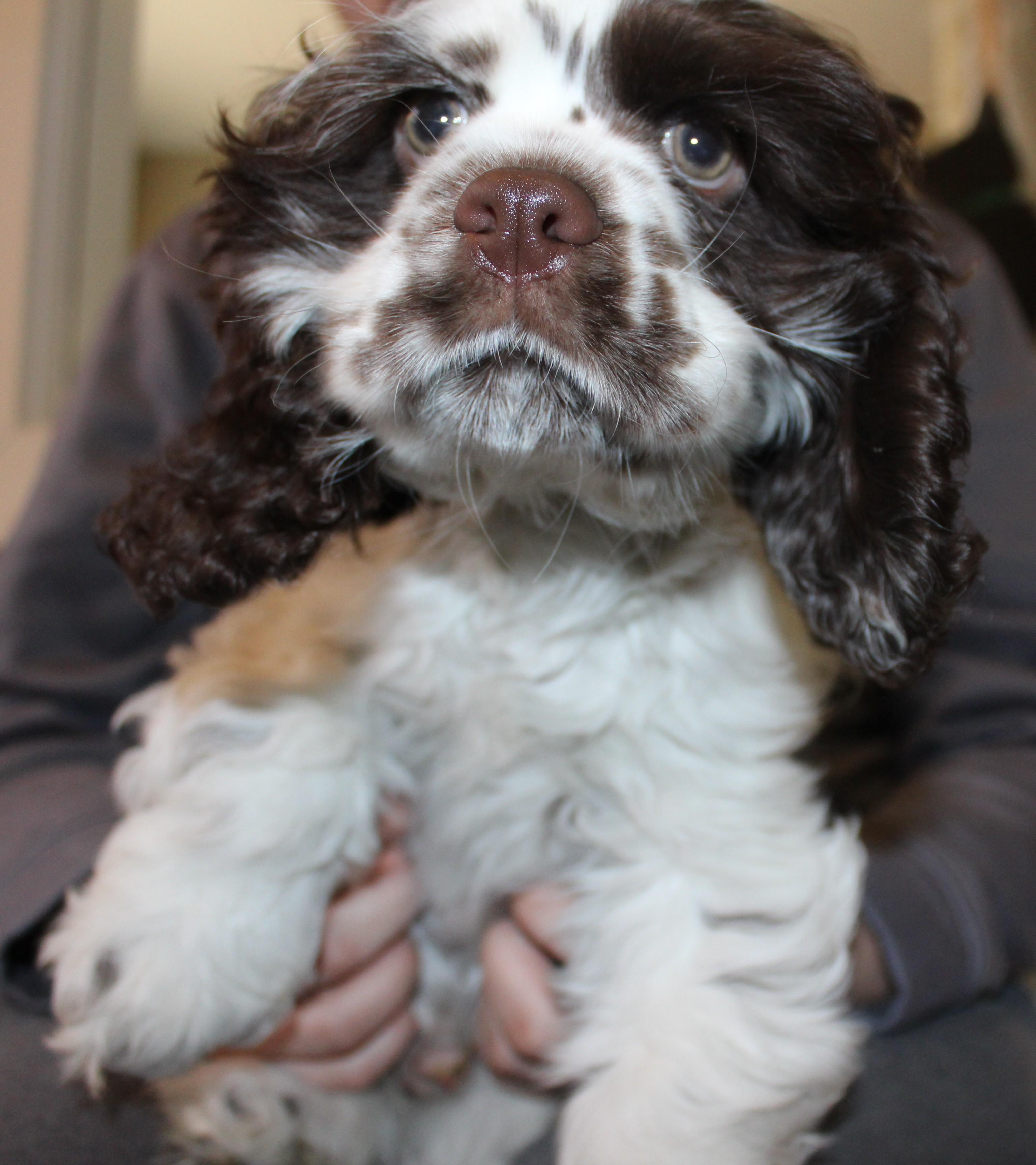 Whimsy, an adoptable Cocker Spaniel in Huron, SD, 57350 | Photo Image 1