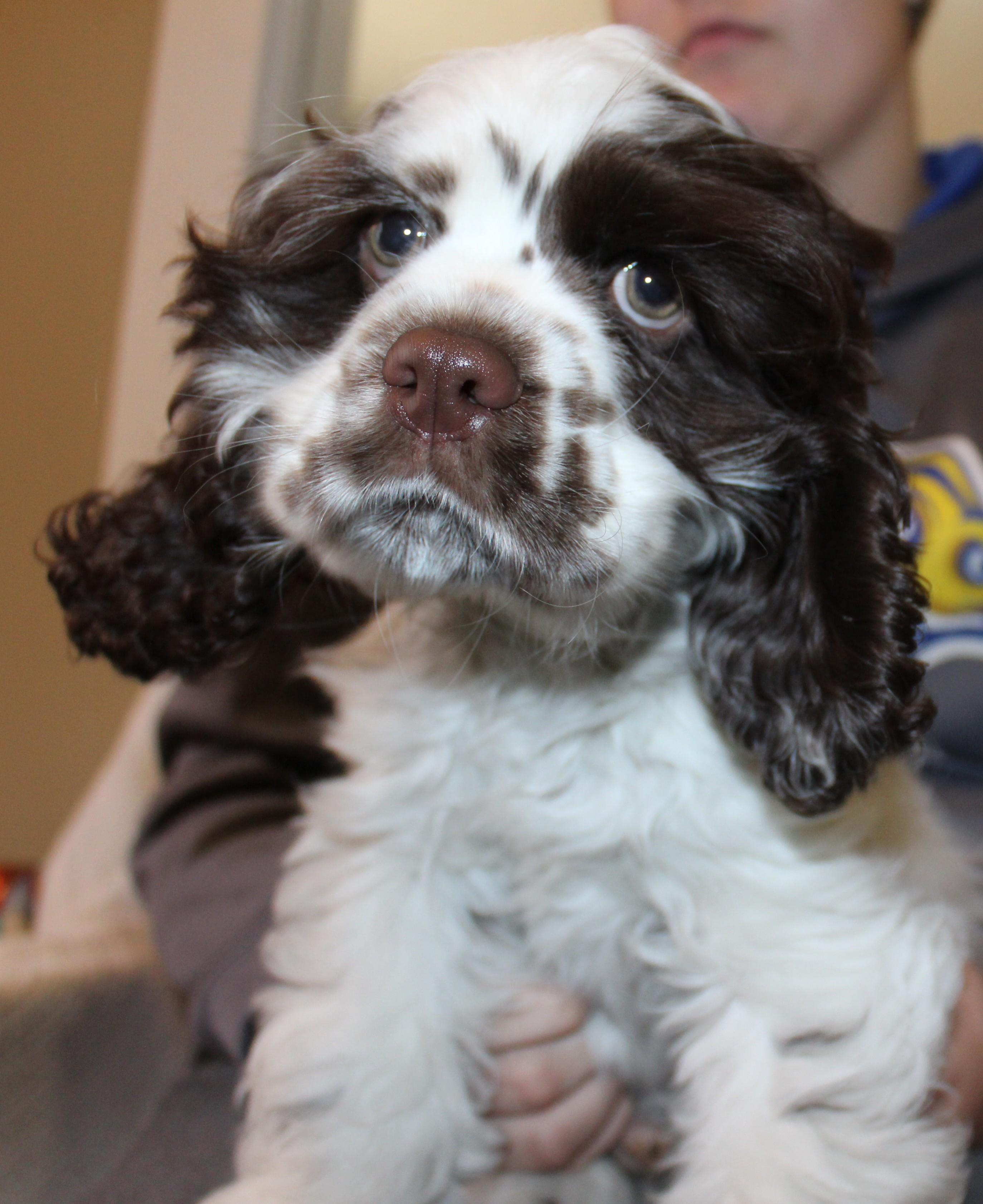 Whimsy, an adoptable Cocker Spaniel in Huron, SD, 57350 | Photo Image 4