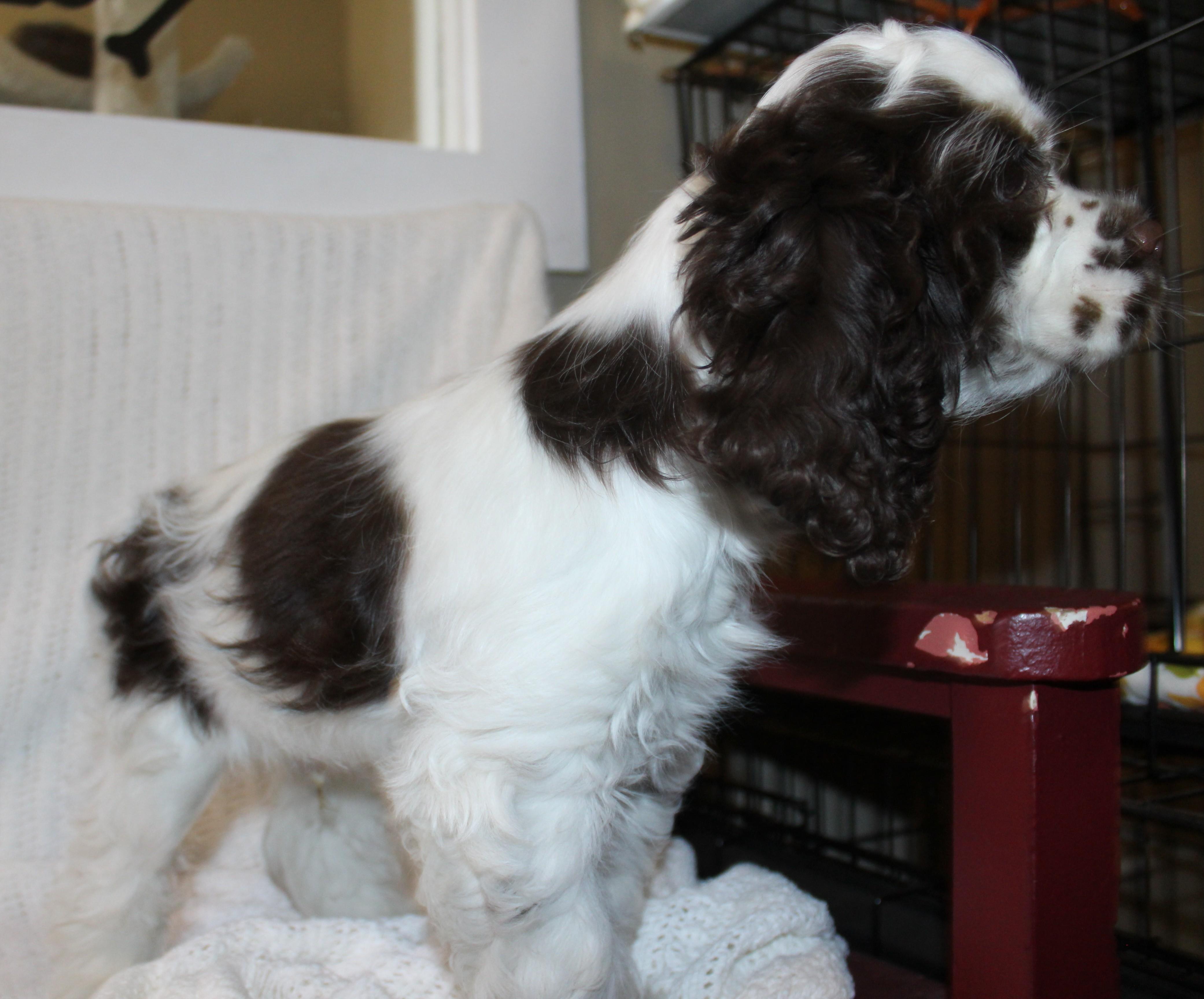 Whimsy, an adoptable Cocker Spaniel in Huron, SD, 57350 | Photo Image 2