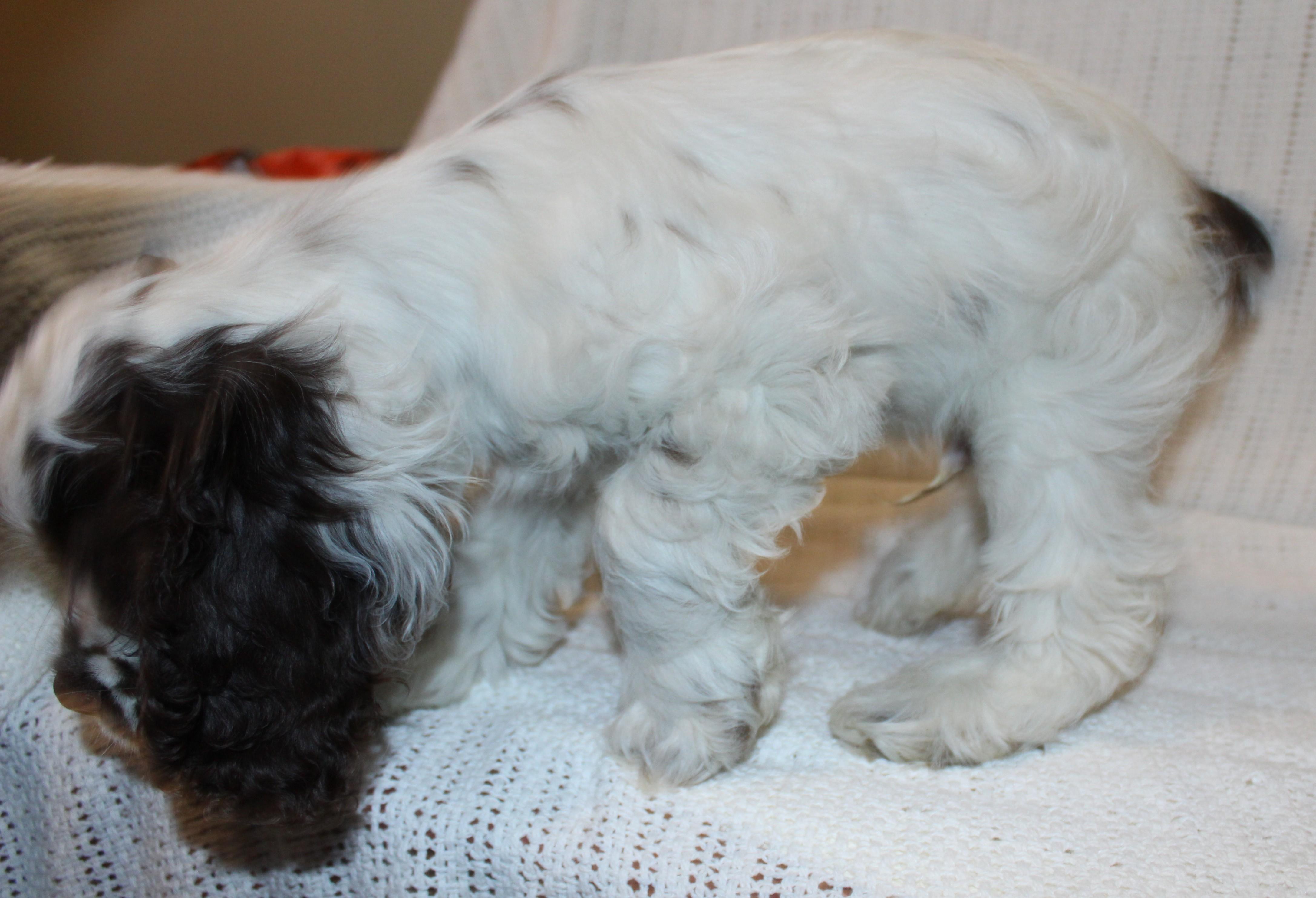 Whimsy, an adoptable Cocker Spaniel in Huron, SD, 57350 | Photo Image 5