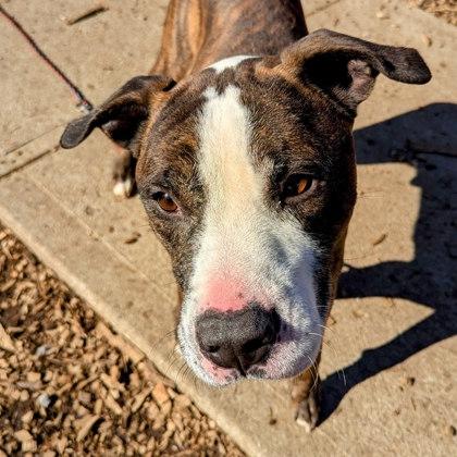 Cousin Randy, a Adoptable Mixed Breed in Miamitown, OH image 2/3