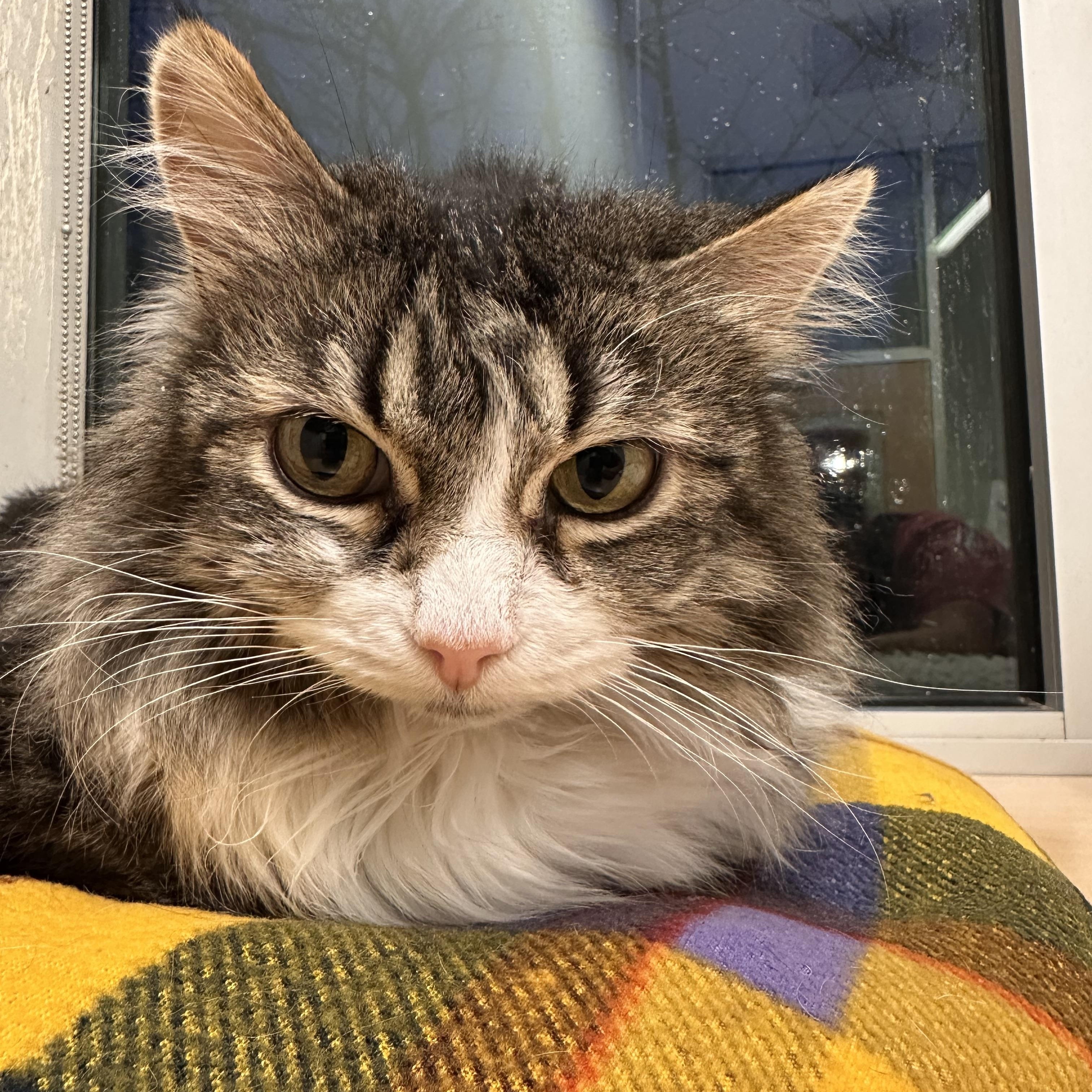 Seni, Adoptable, Adult Female Domestic Long Hair.