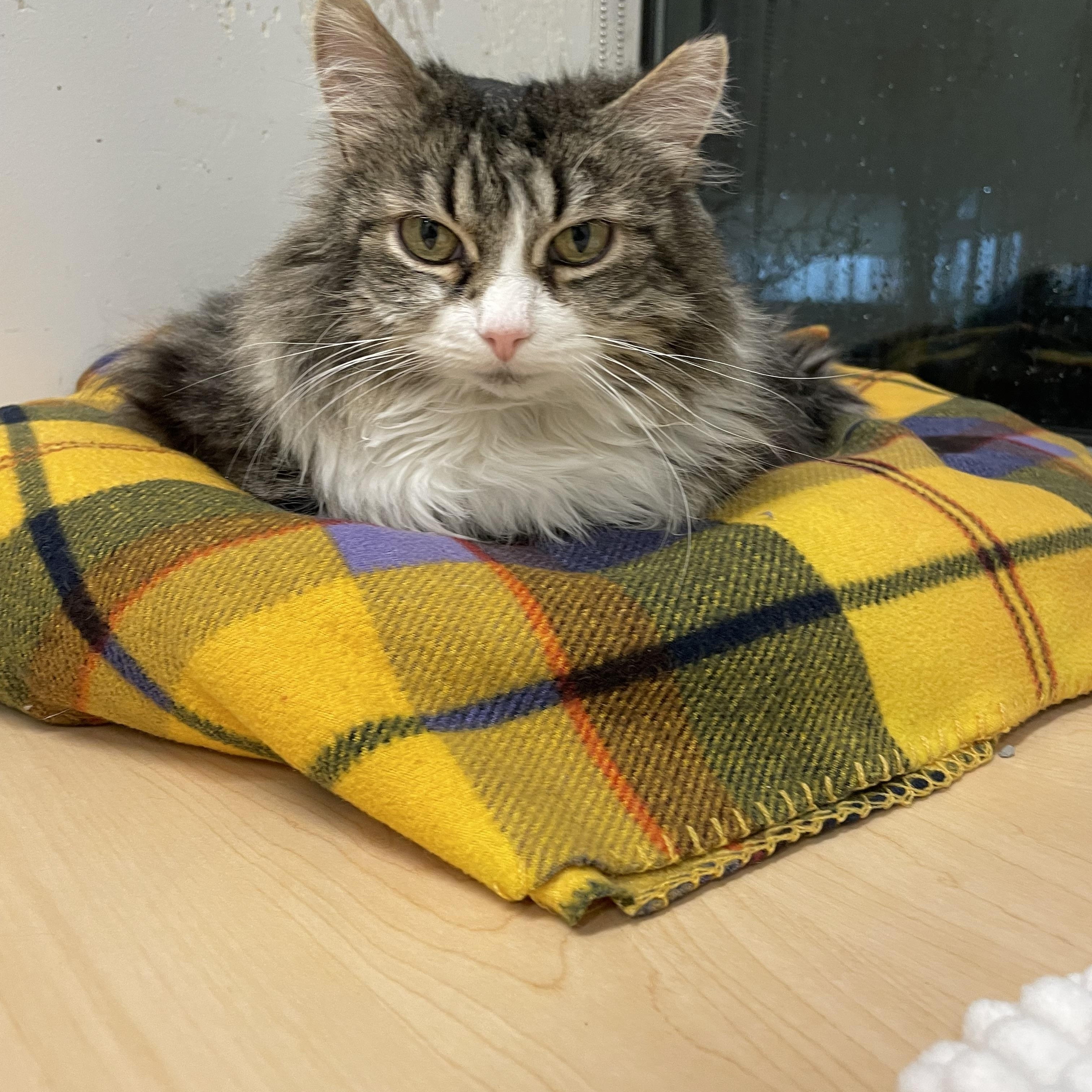 Seni, a Adoptable Domestic Long Hair in Chicago, IL image 2/3