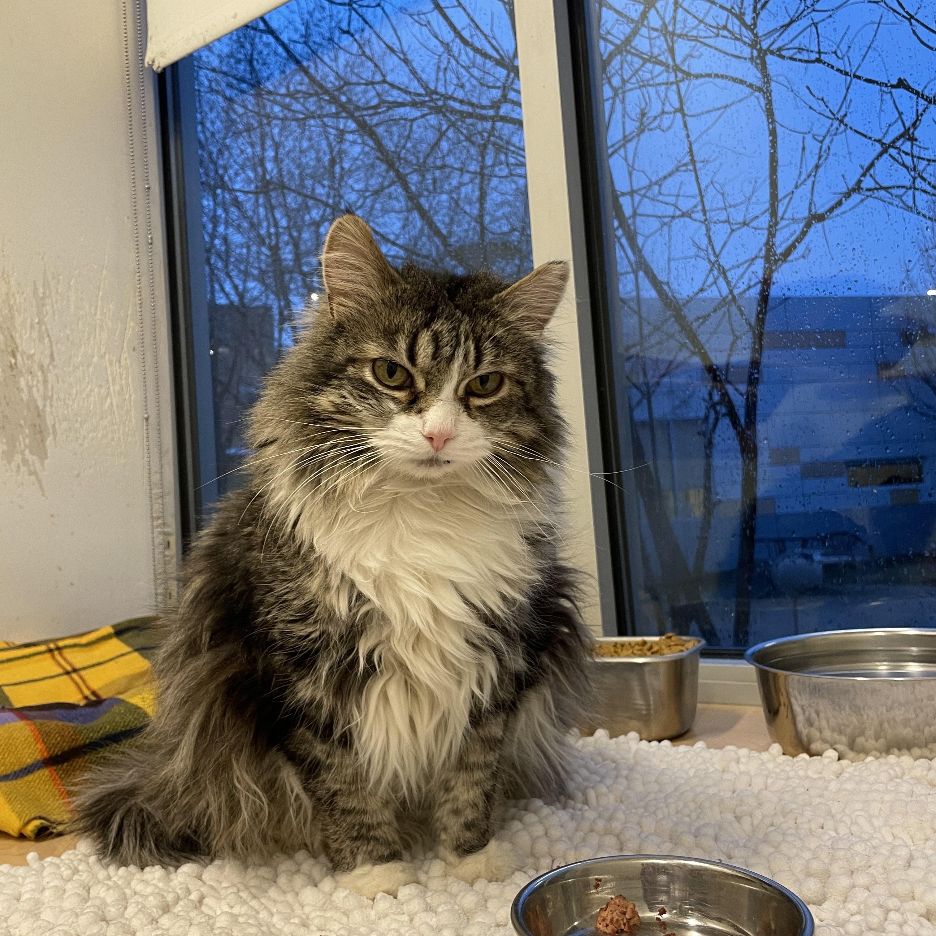 Seni, a Adoptable Domestic Long Hair in Chicago, IL image 3/3