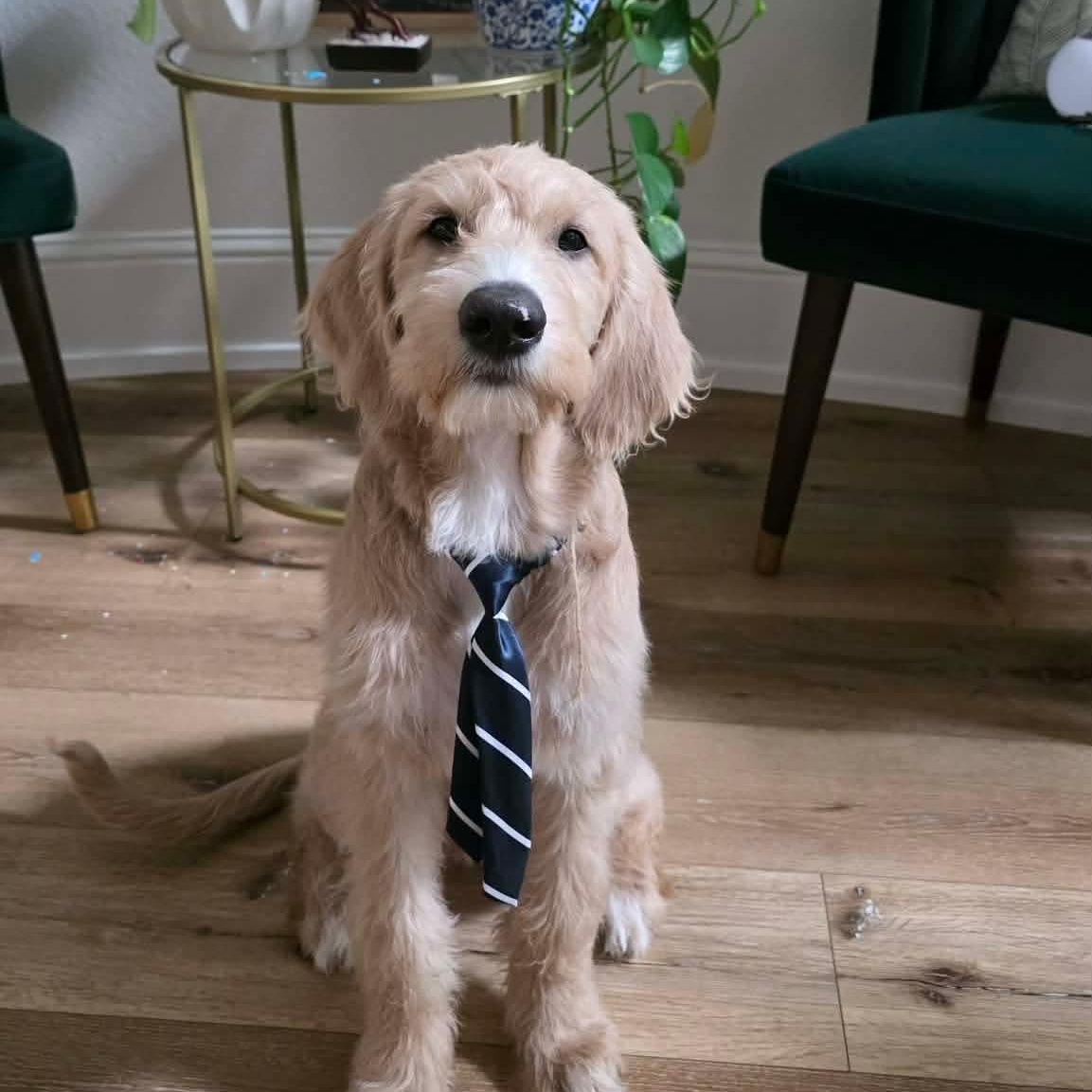 Sir Winston, ADOPTABLE, Puppy Male Labrador Retriever & Labradoodle.