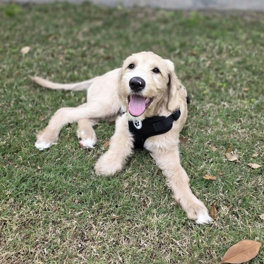 Enlarge Sir Winston, a ADOPTABLE mixed breed in Jay, NY image 4/5