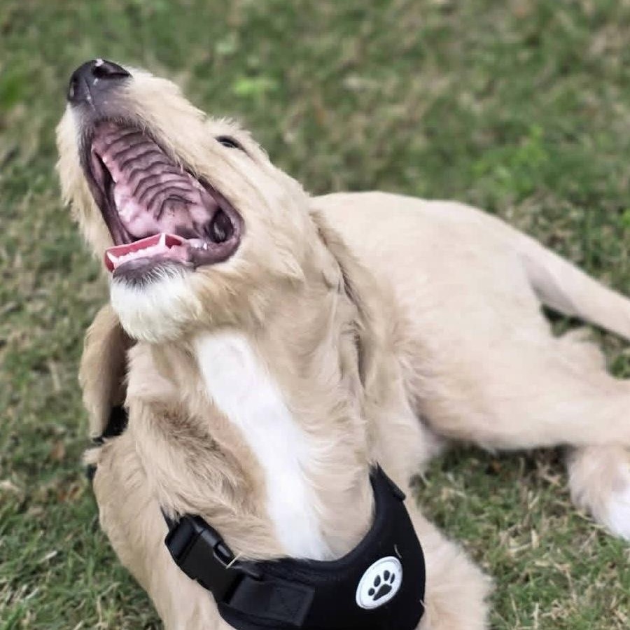 Enlarge Sir Winston, a ADOPTABLE mixed breed in Jay, NY image 5/5