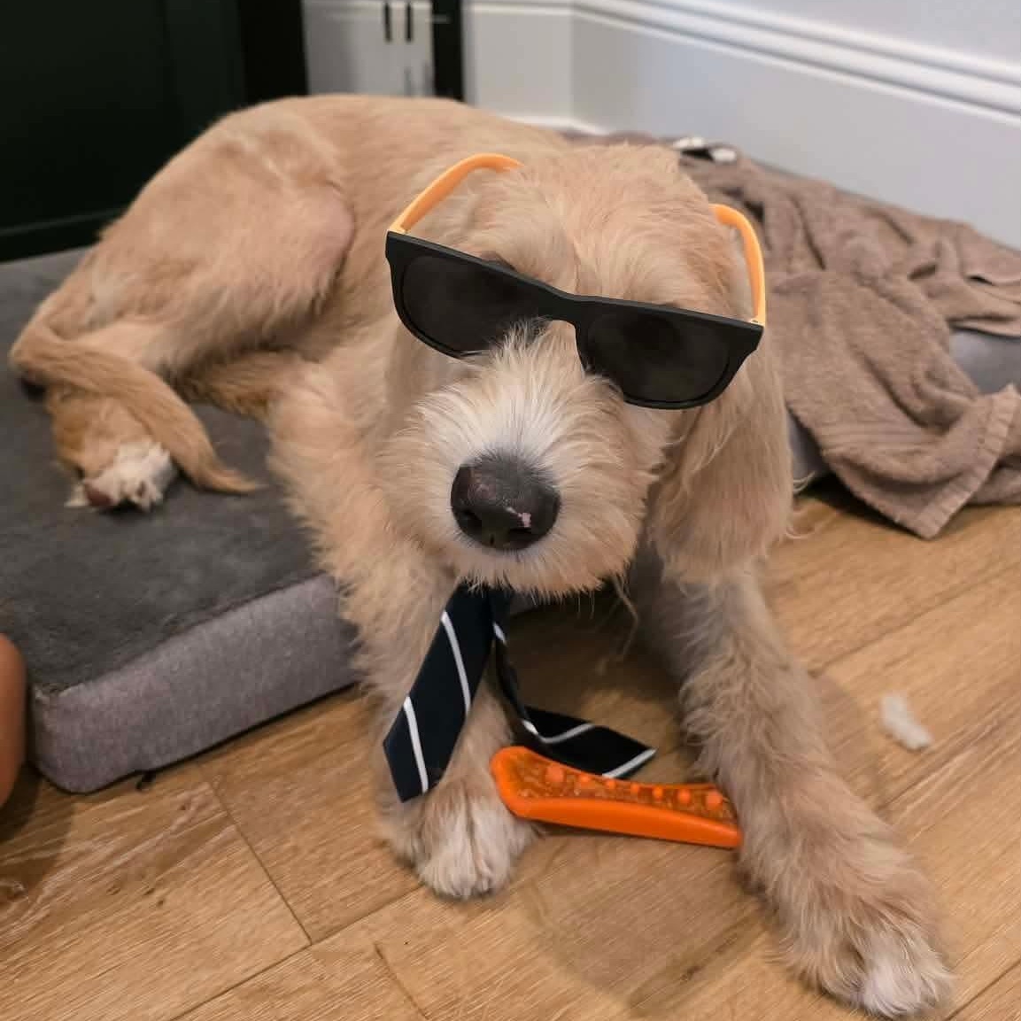 Enlarge Sir Winston, a ADOPTABLE mixed breed in Jay, NY image 2/5