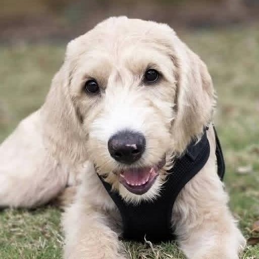 Enlarge Sir Winston, a ADOPTABLE mixed breed in Jay, NY image 3/5