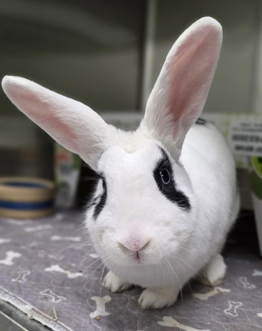 Stracciatella, Adoptable, Young Female Hotot & English Spot.