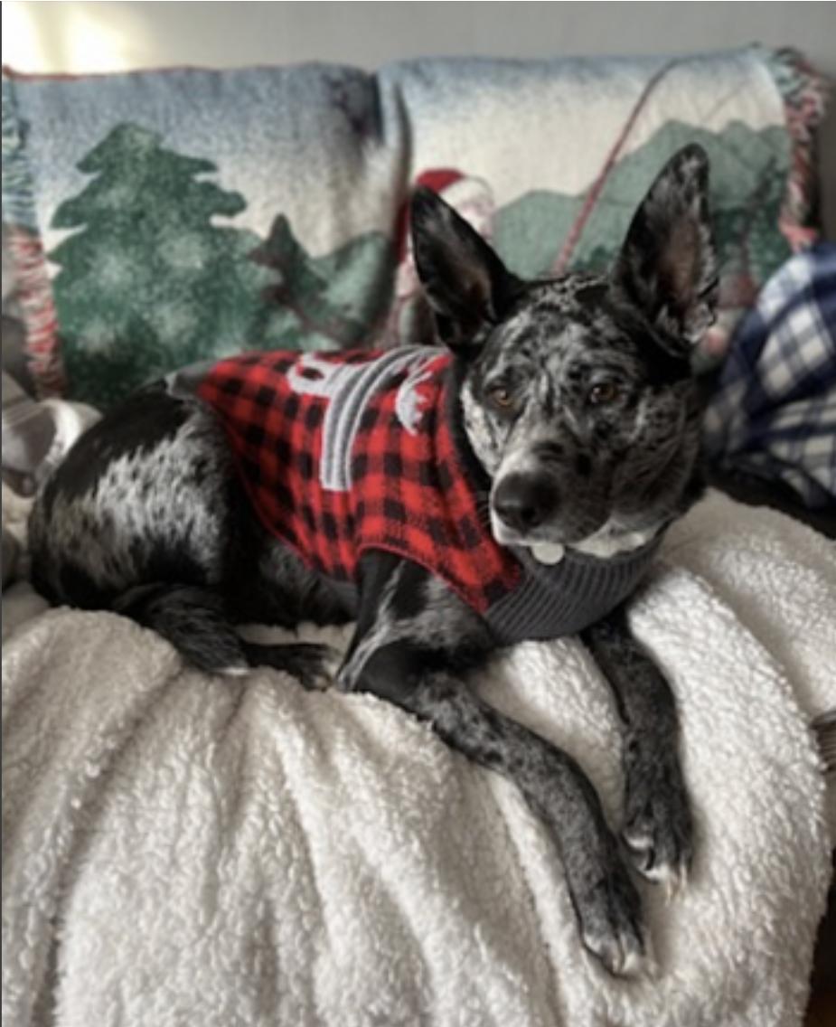 Jasper — thumbnail 2