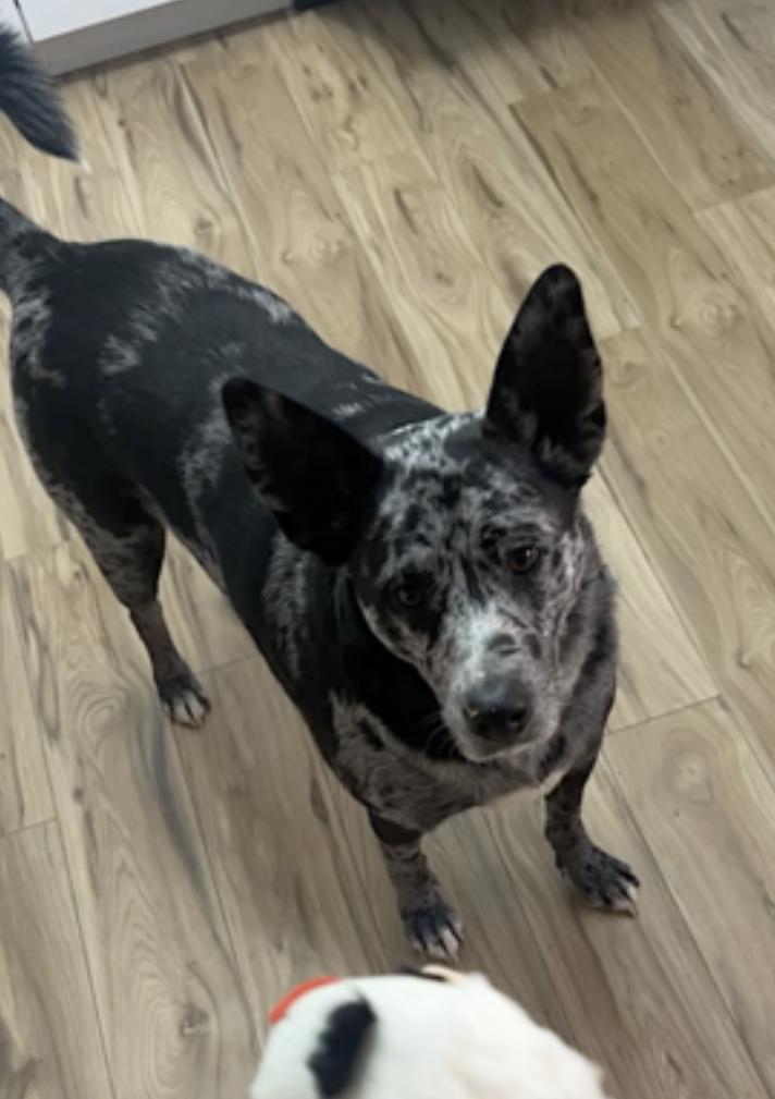 Jasper — thumbnail 5