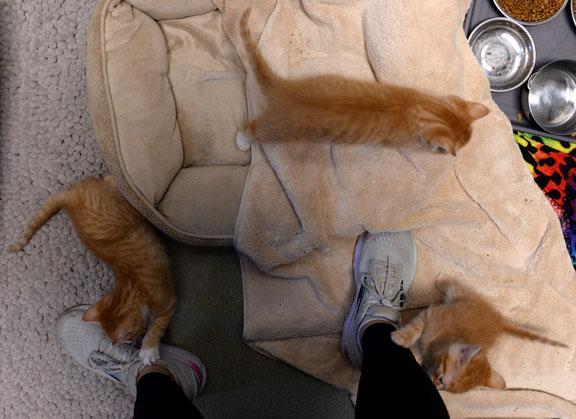 Lilly (Charli's Kitten), a Adoptable mixed breed in Fort Leavenworth, KS image 2/3