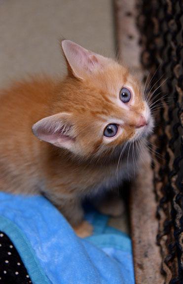 Lilly (Charli's Kitten), a Adoptable mixed breed in Fort Leavenworth, KS image 1/3