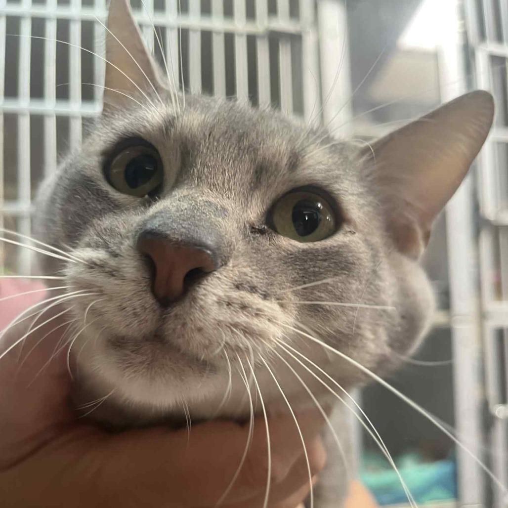 Shiloh, an adoptable Domestic Short Hair in Graham, TX, 76450 | Photo Image 1