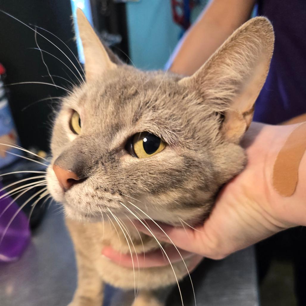 Shiloh, an adoptable Domestic Short Hair in Graham, TX, 76450 | Photo Image 1