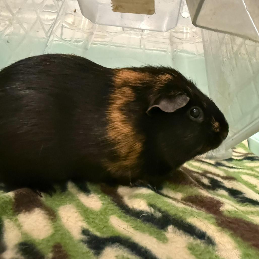 Enlarge Cocoa, a Adoptable Guinea Pig in Enfield, NH image 1/1