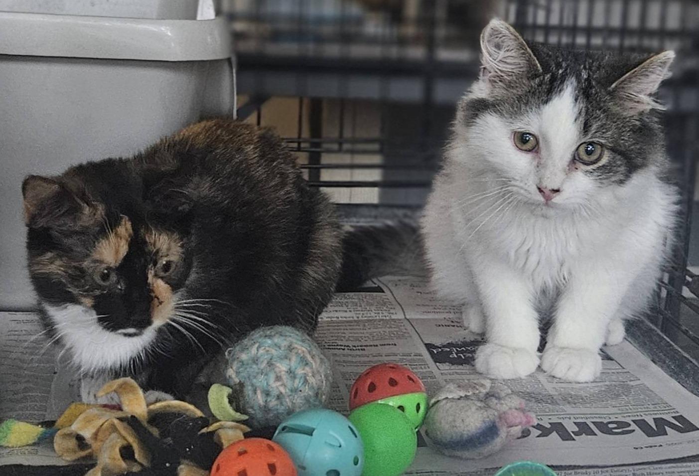 Collette & Tucker (Bonded Pair), ADOPTABLE, Kitten Female Domestic Short Hair.