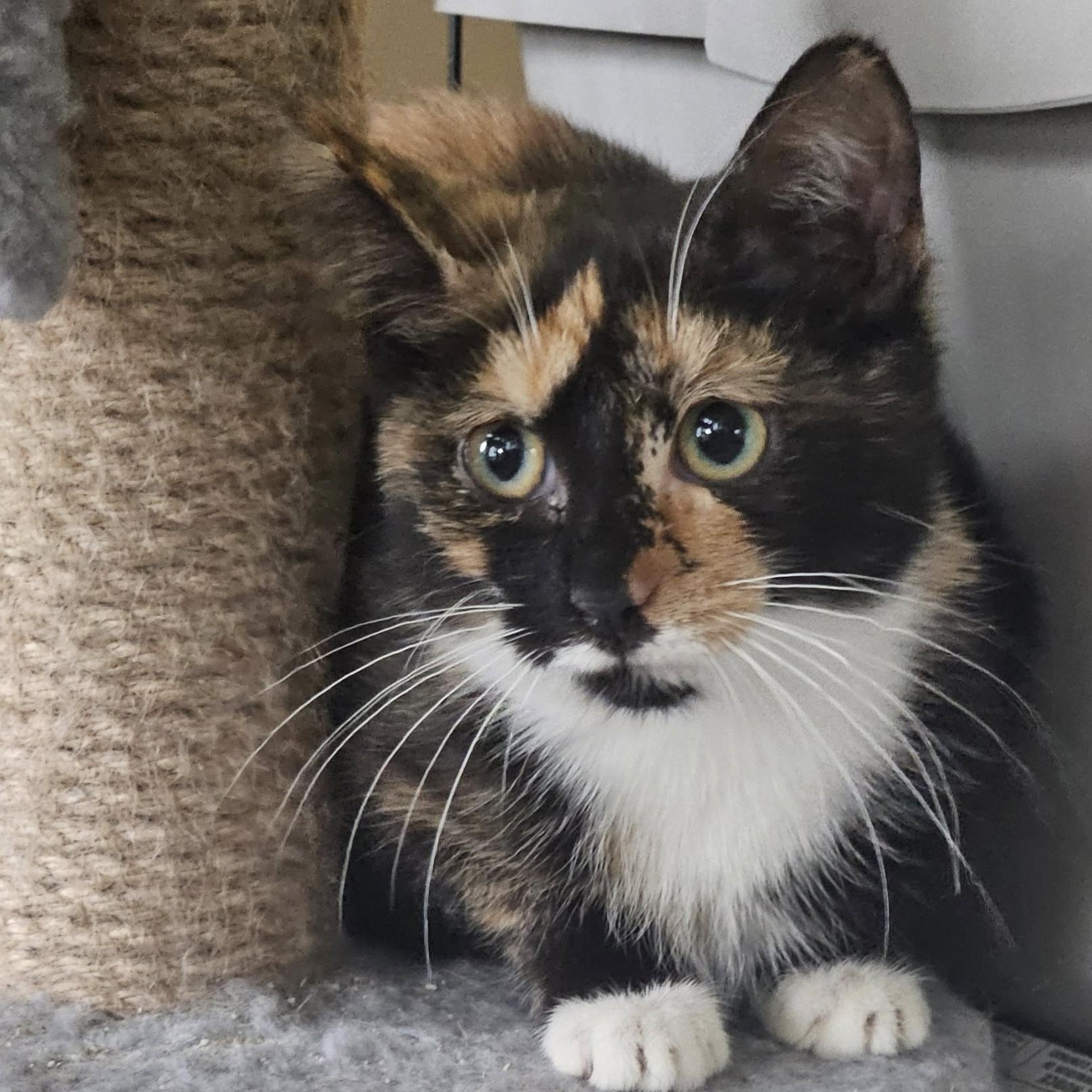 Enlarge Collette & Tucker (Bonded Pair), a ADOPTABLE Domestic Short Hair in Rochester, NY image 2/3