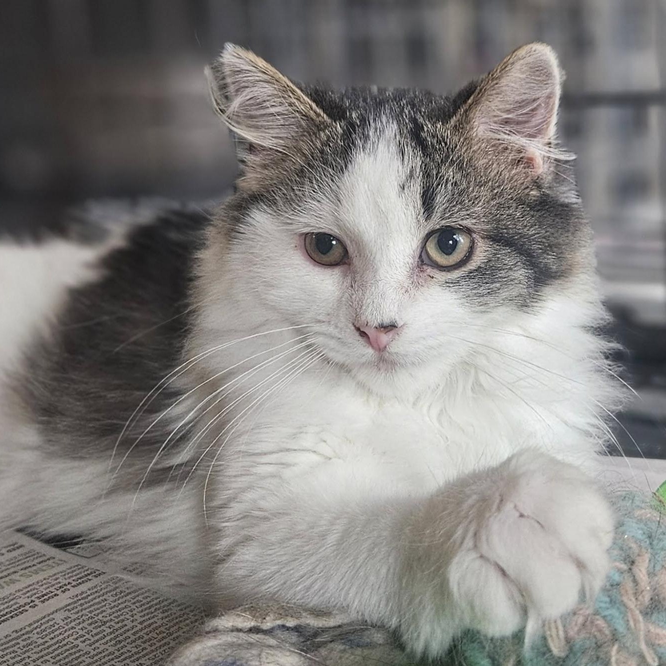 Enlarge Collette & Tucker (Bonded Pair), a ADOPTABLE Domestic Short Hair in Rochester, NY image 3/3