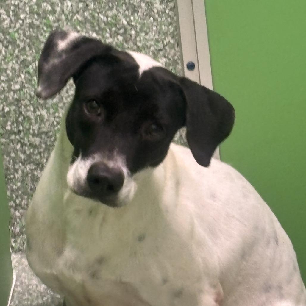 Checkers, a Adoptable mixed breed in Calverton, NY image 1/3