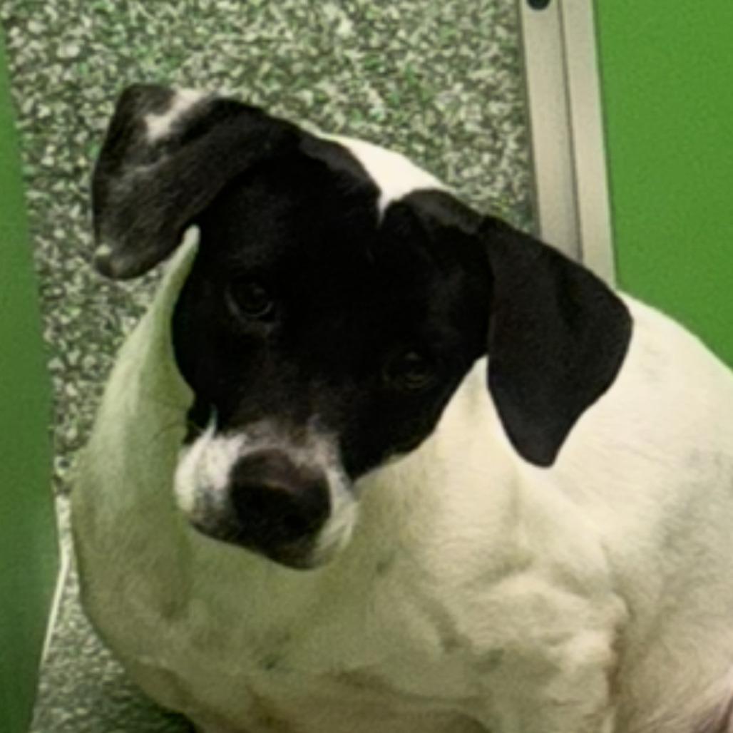 Checkers, a Adoptable mixed breed in Calverton, NY image 2/3