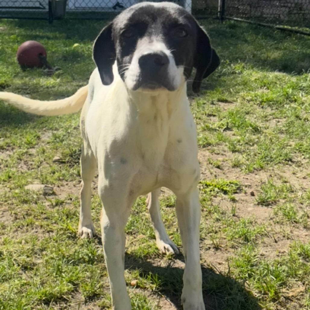 Checkers, a Adoptable mixed breed in Calverton, NY image 3/3