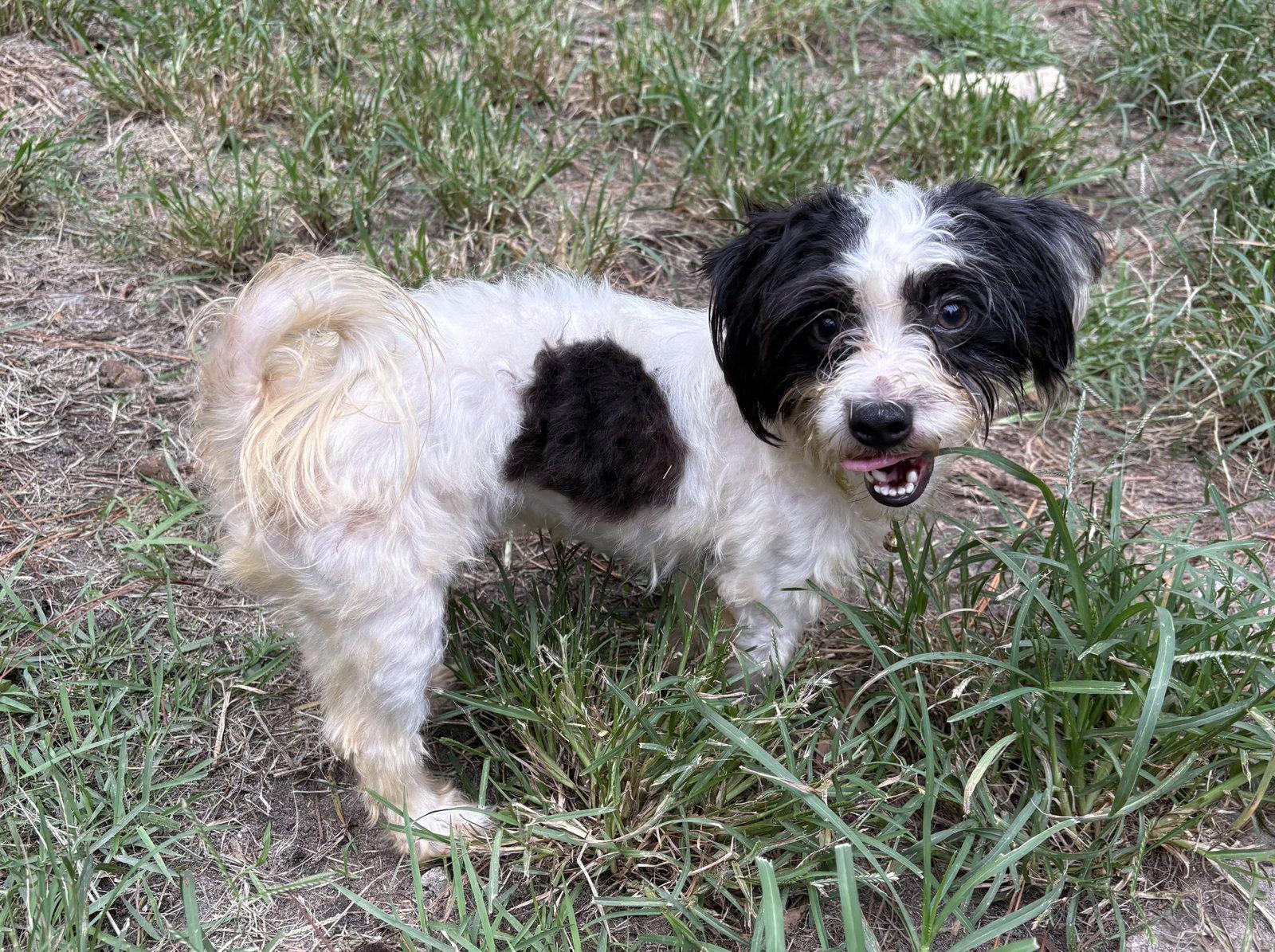 Jello, Adoptable, Young Male Shih Tzu.