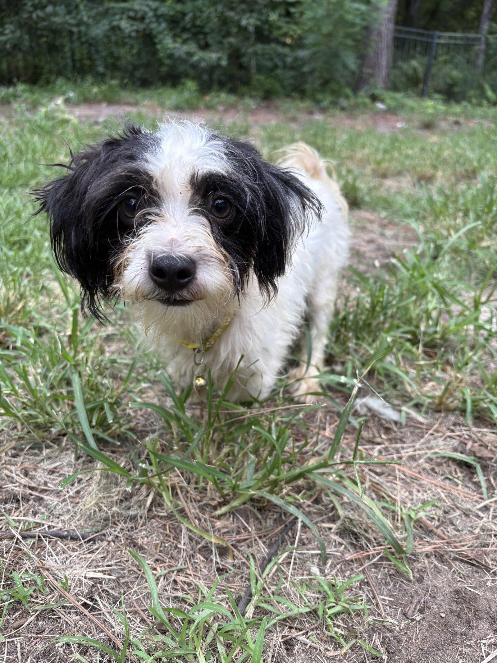 Enlarge Jello, a Adoptable Shih Tzu in Mount Pleasant, SC image 2/2