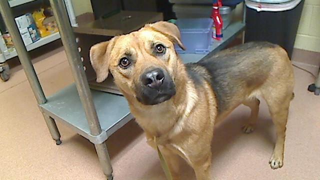 Enlarge FLICKER, a Adoptable mixed breed in Cookeville, TN image 1/1