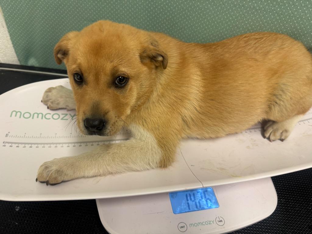 Pond-Adoptable, a Adoptable mixed breed in Chickamauga , GA image 1/2