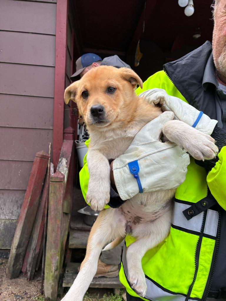 Pond-Adoptable, a Adoptable mixed breed in Chickamauga , GA image 2/2