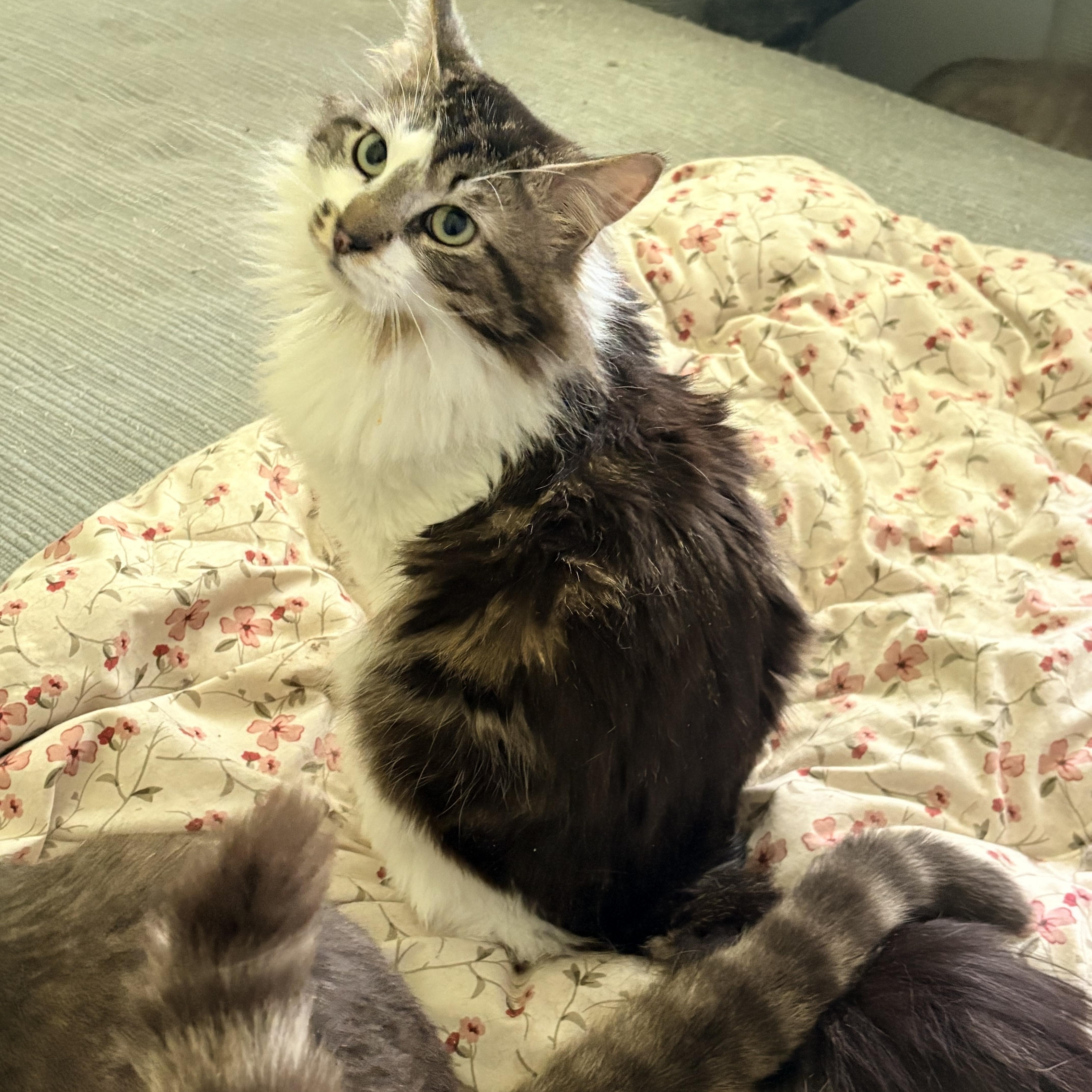 Kirk, an adopted Domestic Long Hair in Fredericton, NB image 2/6