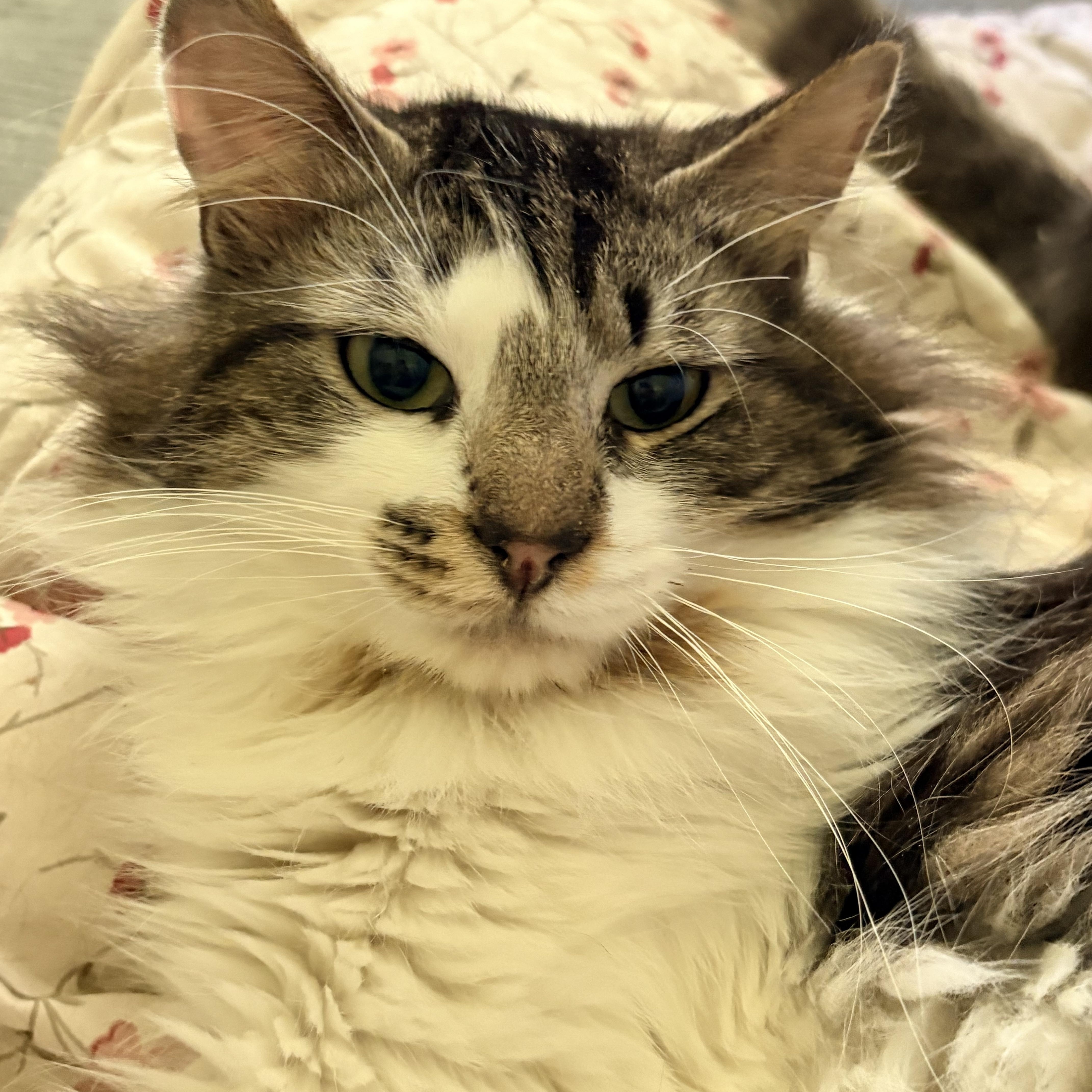 Kirk, an adopted Domestic Long Hair in Fredericton, NB image 6/6